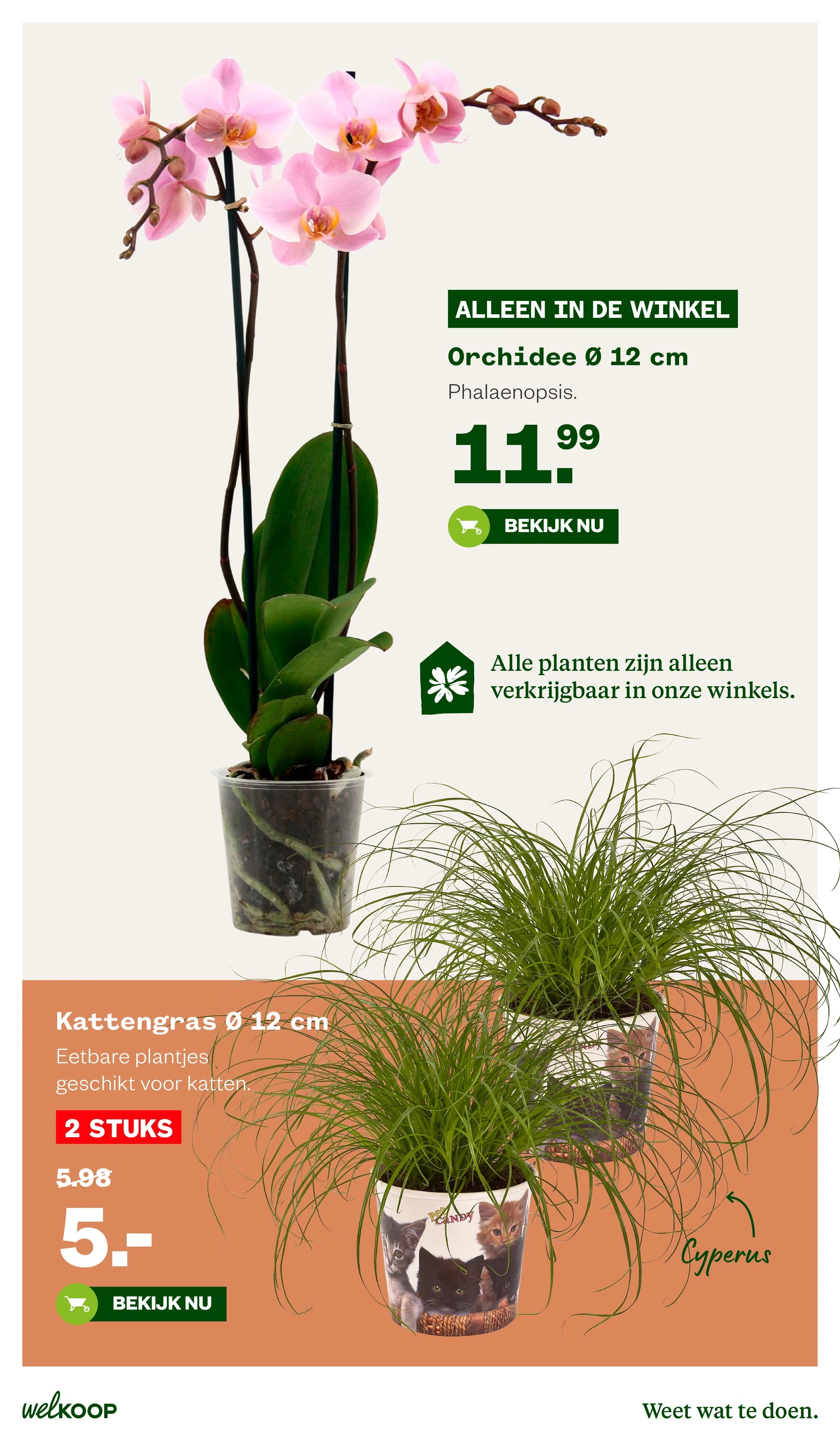 Flyer page 30